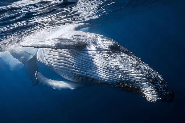 The Whale. Barathieu Gabriel