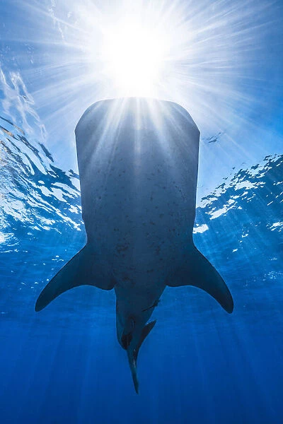 Whale shark and sun