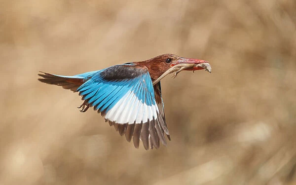 White-throated kingfisher catch