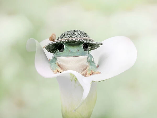 White's Tree Frog Dressed to Go Out