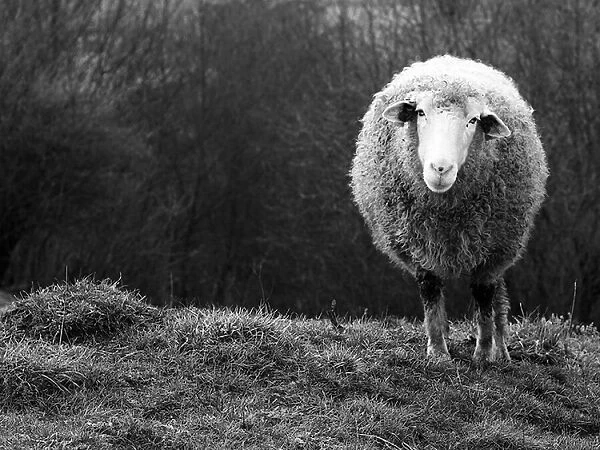 Wondering sheep
