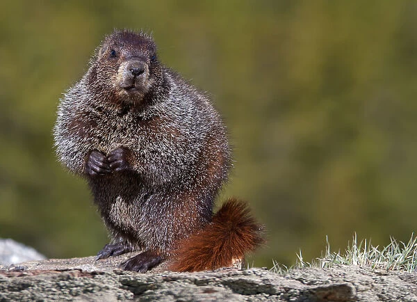 Woodchuck, Marmota monax