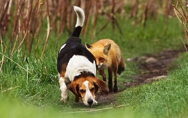 World's worst hunting dog