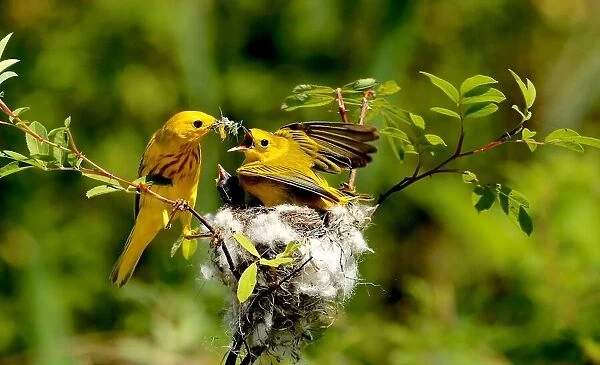 Yellow warbler feeding Cowbird baby