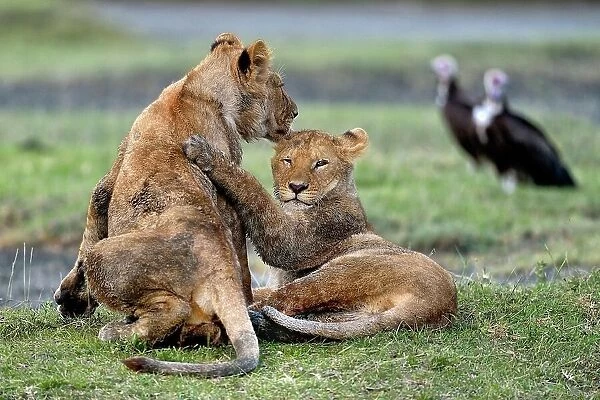 Youngs Lions - Serengeti Tanzania