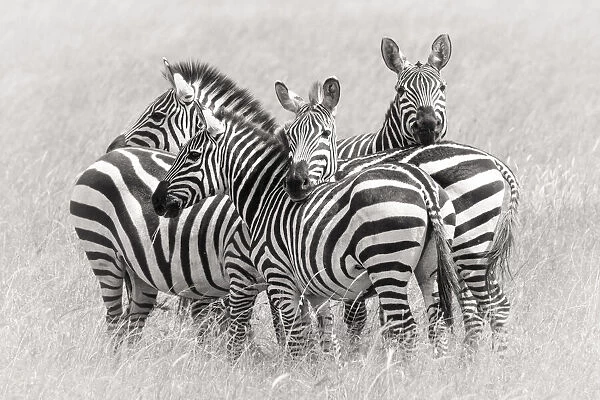 Zebras. Kirill Trubitsyn