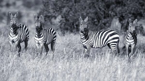 Zebras. David Manusevich