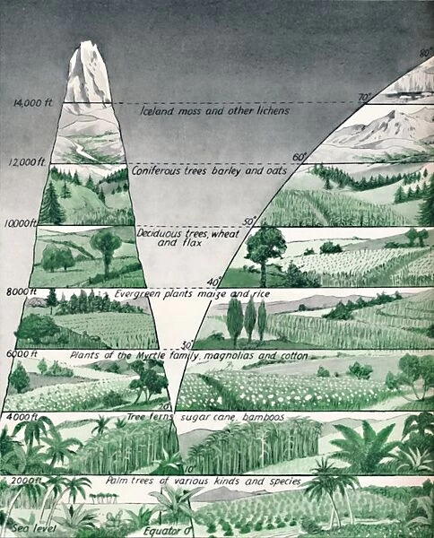 The Different Zones of Vegetation, 1935