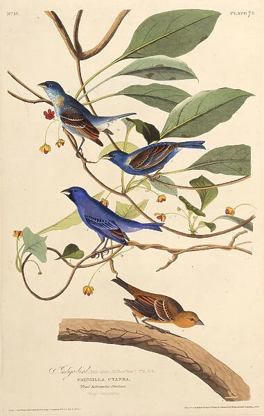 The indigobirds. From The Birds of America, 1827-1838. Creator: Audubon