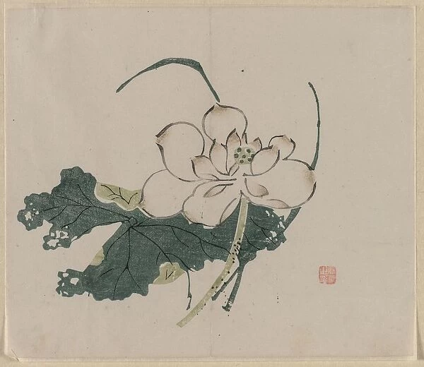 Lotus Blossom, 1368-1644. Creator: Unknown