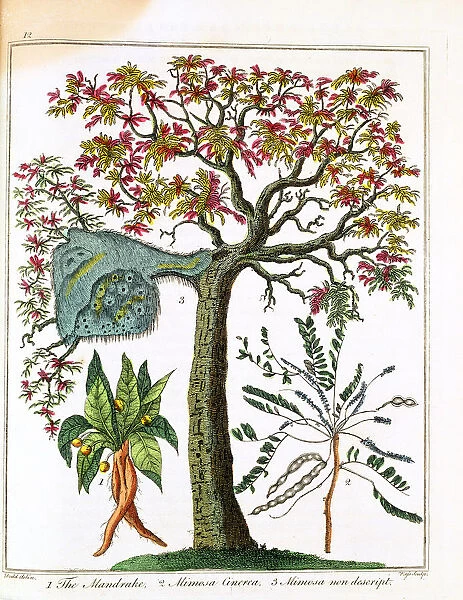 Mandrake, Sensitive Plant, and Acacia, c1795