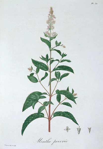 Mentha Piperita (Peppermint), 1821. Artist: LFJ Hoquart