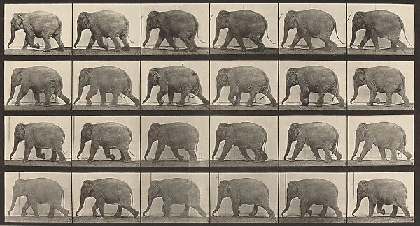 Plate Number 733. Elephant walking, 1887. Creator: Eadweard J Muybridge