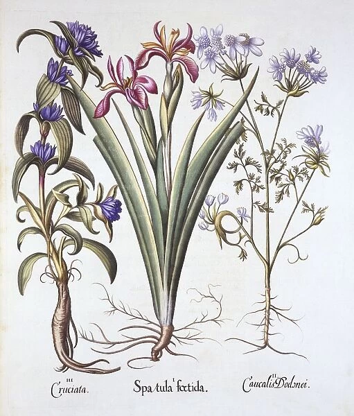 Stinking Iris, Orlaya, and Crosswort Gentian, from Hortus Eystettensis, by Basil Besler