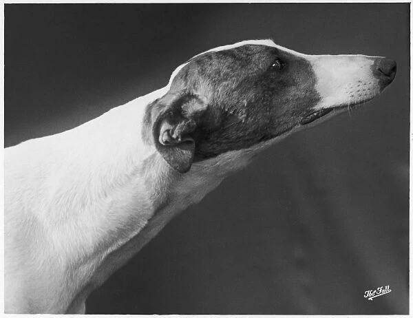 Fall  /  Greyhound  /  1938