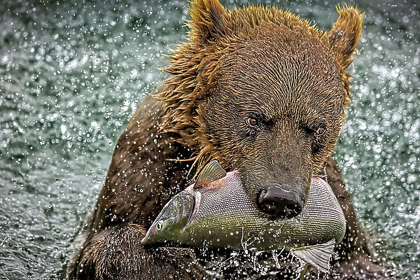 Brown bear catches a pink salmon in Kuril Lake