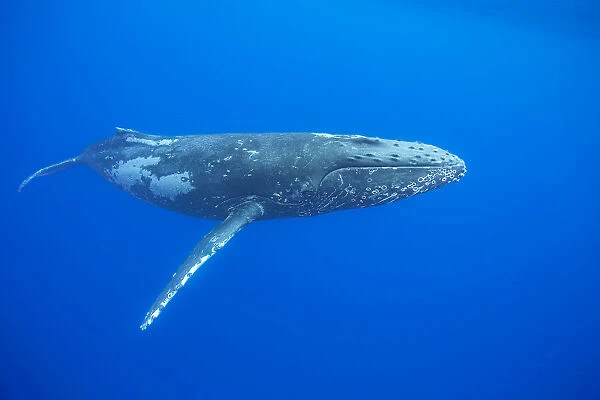 A Humpback whale (Megaptera novaeangliae) glides through the blue waters of Hawaii; Hawaii, United States of America