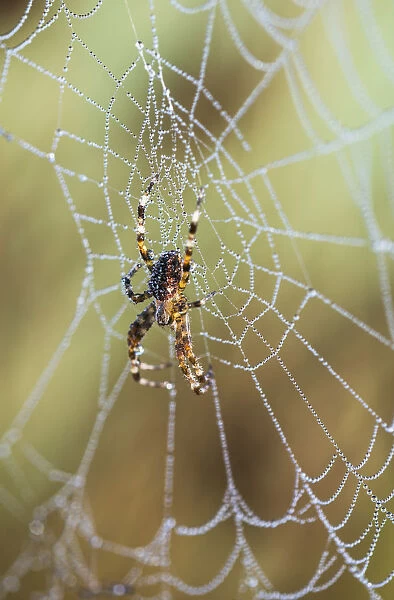 An Orb-Weaver Spider Rests On Her Web; Astoria, Oregon, United States Of America
