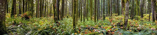 Panorama of a rainforest, BC, Canada