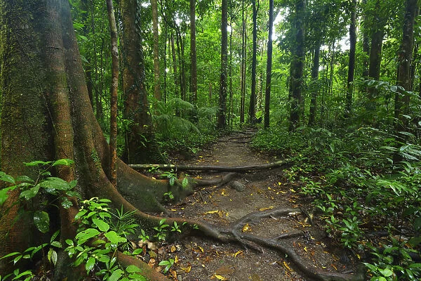 Path in Daintree Rainforest, Mossman Gorge, Daintree National Park, Queensland, Australia