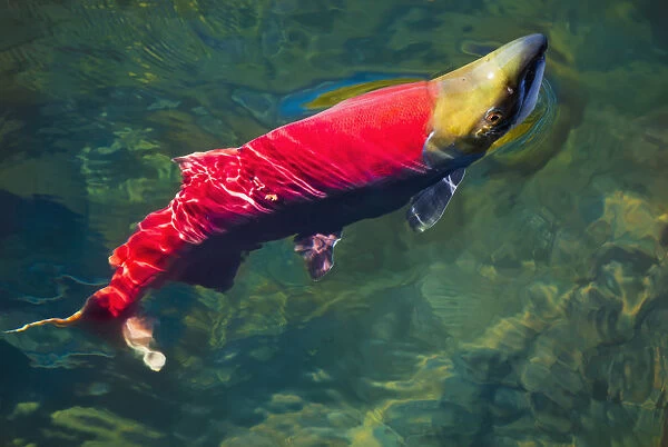 A sockeye salmon (oncorhynchus nerka) makes it way to the adams river spawning grounds; British columbia canada