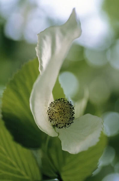 LV_68. Cornus florida. Dogwood - Flowering dogwood. White subject