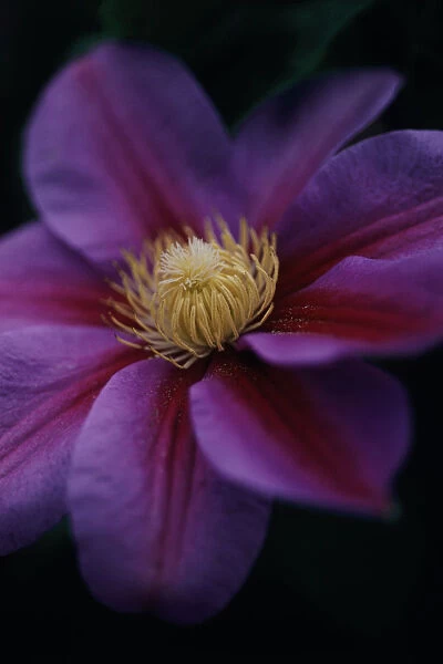 CS_975. Clematis Beauty of Worcester. Clematis. Purple subject. Black b / g