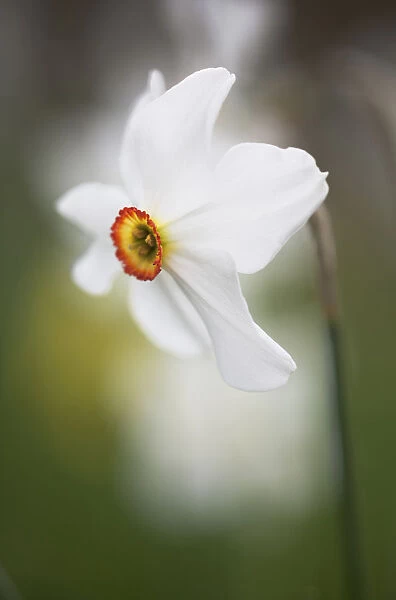 GP_0613. Narcissus Sarchedon. Narcissus. White subject
