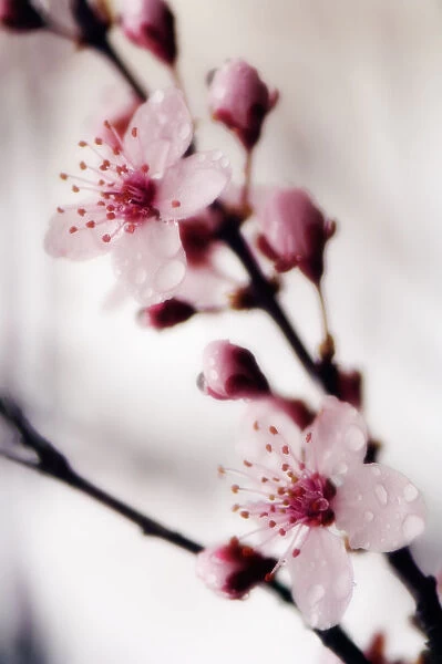 MAM_0625. Prunus cerasifera. Cherry plum. Pink subject