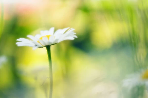 MAM_0654. Leucanthemum x superbum Phyllis Smith. Daisy - Ox-eye daisy. White subject