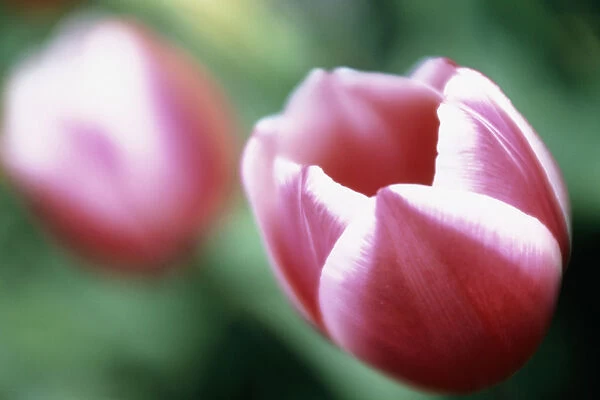 MB_278. Tulipa - variety not identified. Tulip. Pink subject. Green b / g