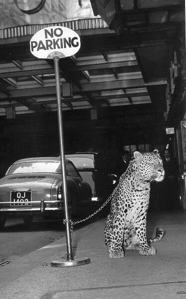 Animals Big Cats Leopard Chiefy the Leopard waits outside the Savoy Hotel in London