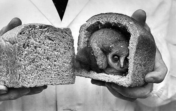 Bush Baby who lives in a hollowed out loaf of bread: Peekys Place