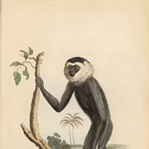 Agile gibbon, Hylobates agilis. Endangered