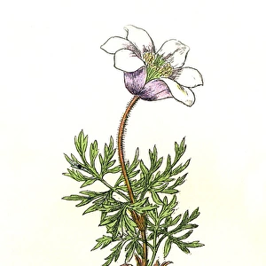 Alpine Anemone