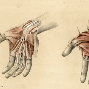 Anatomy / Hands / 1867