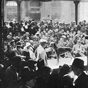 Auction of famous greyhounds