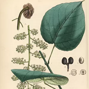 Cocculus indicus fruit, Anamirta cocculus