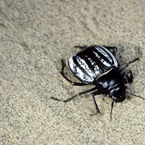 Darkling Beetle - in the evening