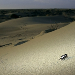 Darkling Beetle - runs around a sand dune in search