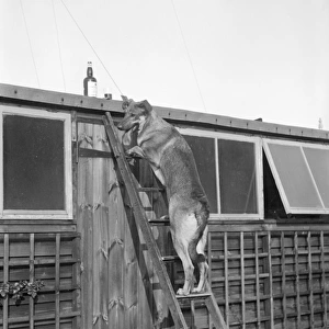 Dog up a Ladder