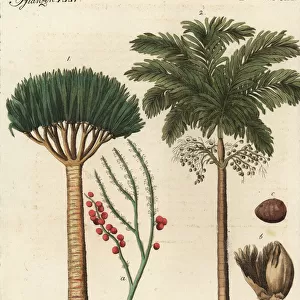 Dragons blood palm and areca palm trees