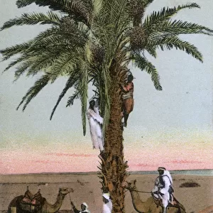 Egypt - harvesting dates from a date palm tree
