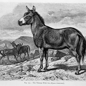 Equus hemionus, Asian wild ass