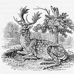 Fallow-Deer (Bewick)