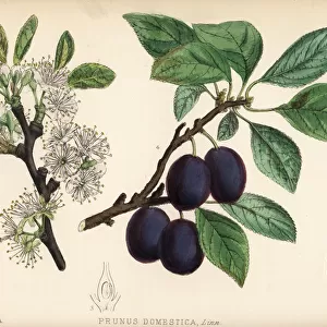 French plum, Prunus domestica