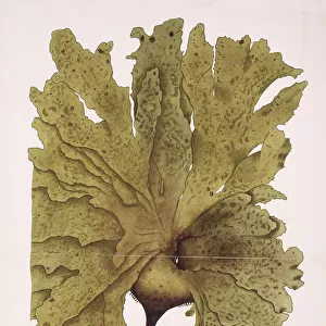 Fucus radiatus, kelp