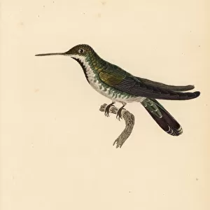 Green-breasted mango, Anthracothorax prevostii. Juvenile