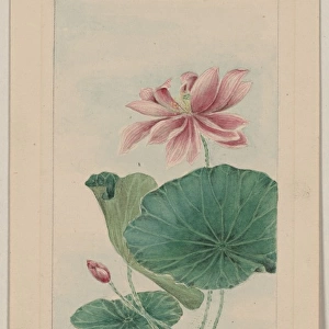 Hasu - lotus