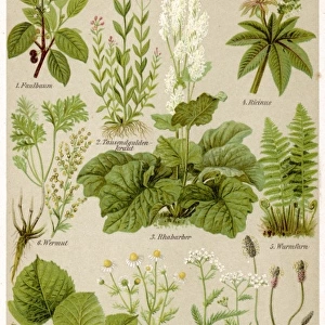 Healing Plants 1904 Pl. 1